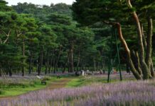 평택 바람길 숲 등 도내 6개 도시숲 ‘아름다운 도시숲 50선’에 선정