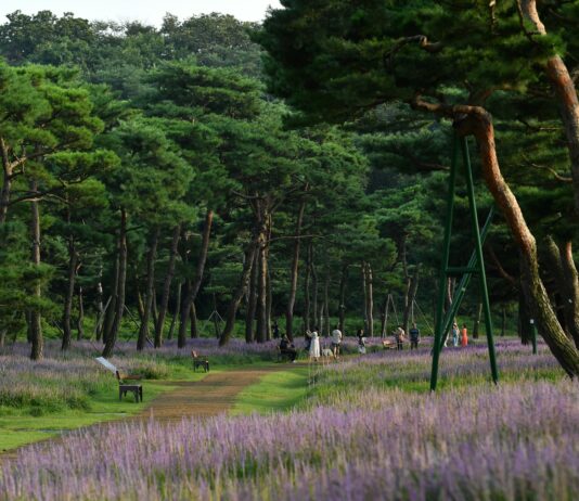 평택 바람길 숲 등 도내 6개 도시숲 ‘아름다운 도시숲 50선’에 선정