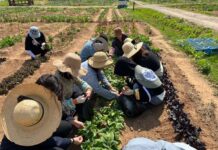 경기도농업기술원, 20일까지 도시농업·치유텃밭 운영기관 모집