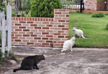 경기도, 길고양이 정책 효과 확인 위한 서식현황 조사 추진