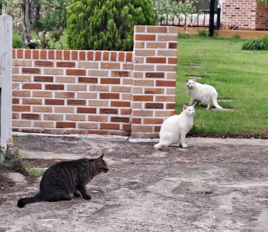 경기도, 길고양이 정책 효과 확인 위한 서식현황 조사 추진