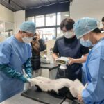 경기도, 상반기 민간시설 보호동물 717마리에 ‘찾아가는 진료 지원’ 완료